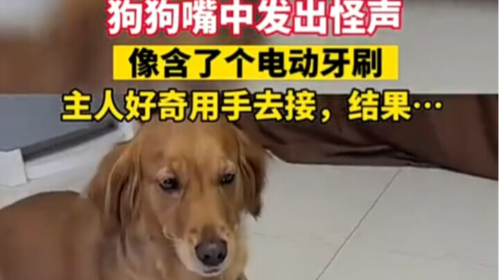 The dog let out a strange sound from its mouth, and the owner, curious, reached out to catch it—only