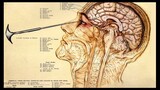 La lobotomía hojifrontal