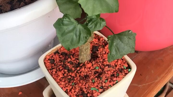 โขดตำลึง