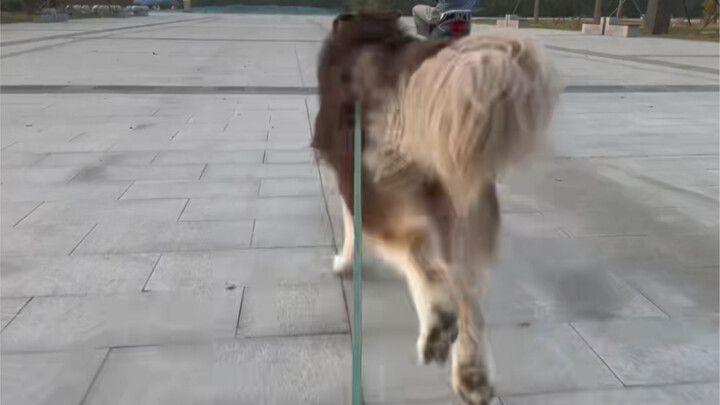 يستهلك كيلومترًا واحدًا شريحة لحم خروف واحدة.