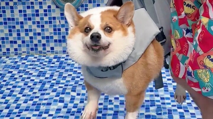 Phản ứng của Corgi khi đối mặt với các độ sâu nước khác nhau, cuối cùng chú chó suýt khóc