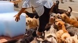 During the hot summer weather, the rescue station distributed 110 ice cubes to cool down the furry c
