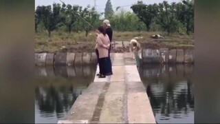 สุนัขตกลงไปในแม่น้ำ