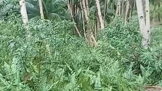 kalubihan