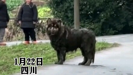 City dog heads back to the village to chase chickens, ends up falling into a manure pit—owner watche