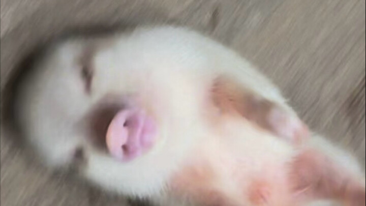 When Piggy feels awkward, he pretends to be very busy.