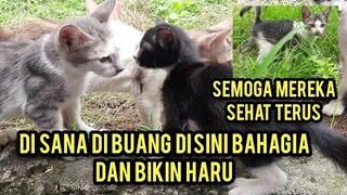 Bikin Haru Kondisi Anak-Anak Kucing Yang Terbuang Sekarang Sudah Bahagia Dan Banyak Teman.!