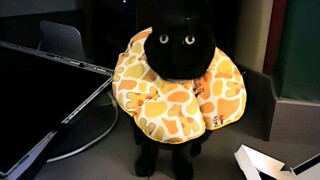 ما أروع تربية القطط! عندما تكون مترددًا في تغيير الأشياء الجديدة، يمكنهم مساعدتك... 55555