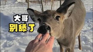 遇上一只爱舔手的鹿！