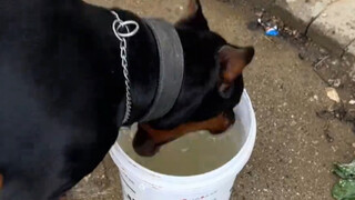 Mèo chó uống nước: Mèo thì cạnh tranh bên ngoài, chó thì cạnh tranh bên trong