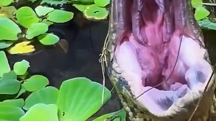 After a hearty meal, the python snaps its jawbones back into place.