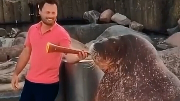 "Motivational Positive Energy" Sea Lion Plays the Trumpet—When the Wind Blows, I Think of Her!