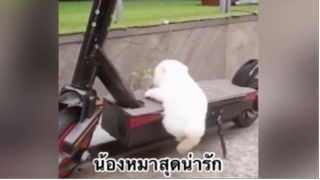 สัตว์เลี้ยง เพื่อนขนปุย : น้องหมาสุดน่ารัก