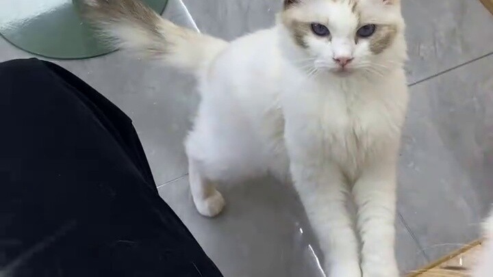 As soon as the meow words come out, all the cats gather together! I really like cats, and cats like 