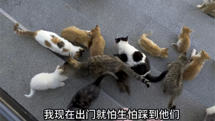 I've adopted so many stray cats.