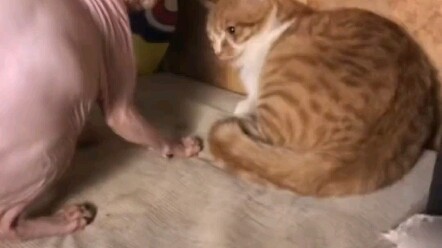 Bạn có thể mặc quần áo vào được không?