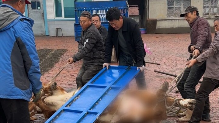 The fetus had a peculiar shape; my dad skillfully delivered it using a large board.