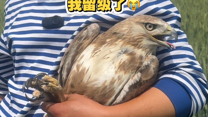 Raptor release season: five graduates and one repeating student～