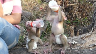 Adorable Baby Monkey Maki And Maku Refreshing Drinking Milk Together Before Playing
