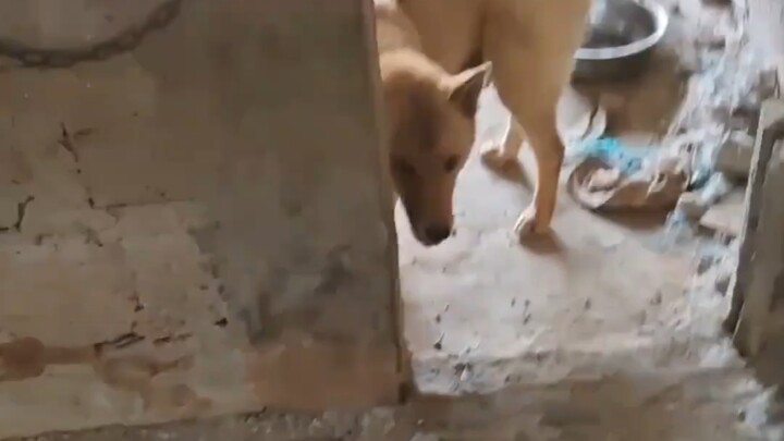 As soon as I got home, Dahuang happily ran over and took me to see her newborn puppies.