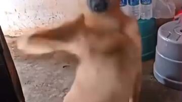 dancing dog