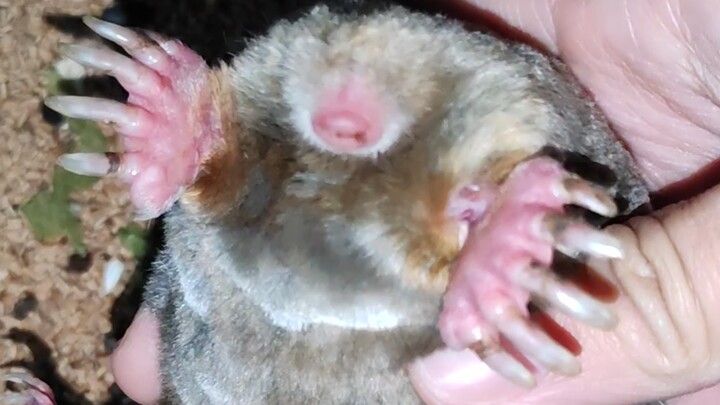 Hà Bắc rét đậm khiến chuột chũi bị đóng băng cứng…