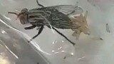 Video ini dibuat dgn menggunakan kamera mikroskop memperlihatkan saat lalat menempel di makanan kita