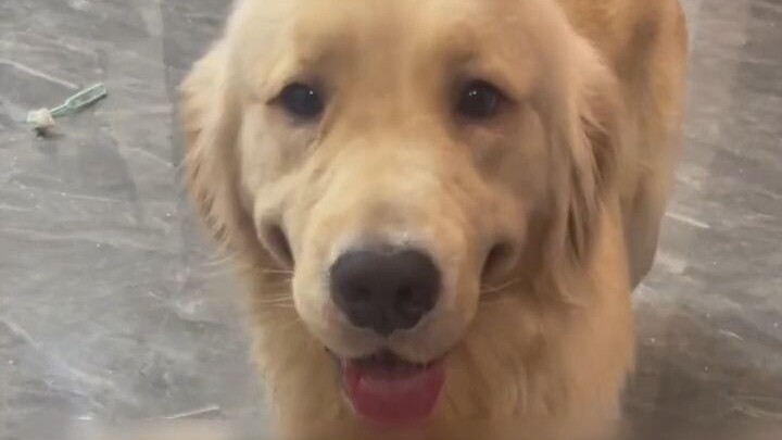 Chú cún nhỏ có gì xấu xa đâu, nó chỉ khéo léo dùng chút mưu mẹo để giữ chân bạn mà thôi!