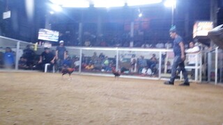 Champion 2hits ulutan