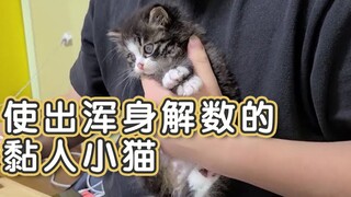 قطة صغيرة ملتصقة تبذل كل ما في وسعها لجذب انتباه مربيها.