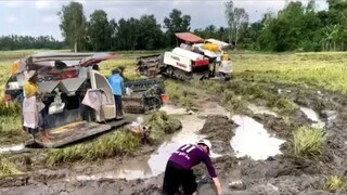 Máy Gặt Lúa KUBOTA l Bài Hát : ALIBABA l Giàu Miền Tây