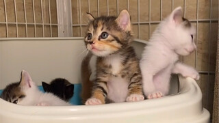 重新给让它爹伤心们取个名字