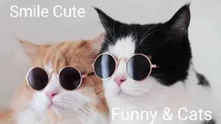 Funny & Cats - รวมน้องแมวน่ารัก 33