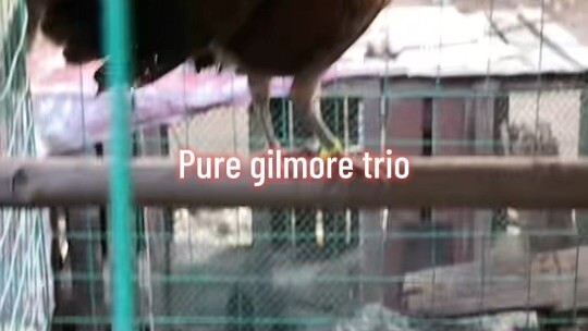 Pure gilmore trio set