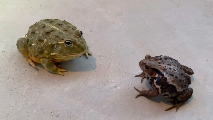 Get in the way while eating. African bullfrog食事中に邪魔が入る。