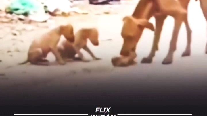 Mother dogs
