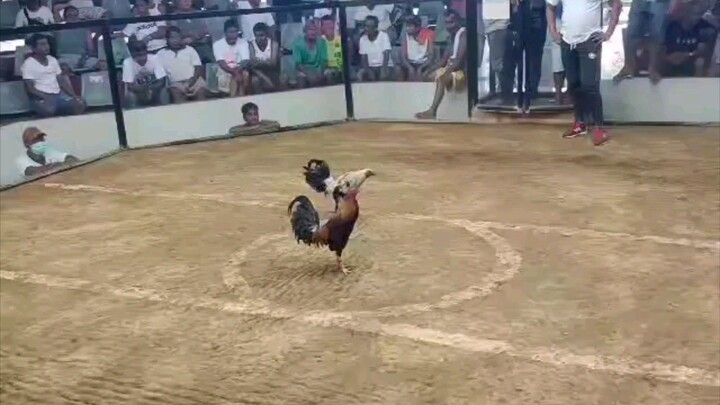 Win 3hits ulutan single fight