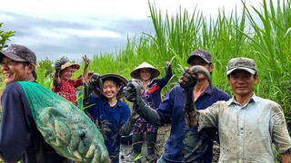 Tát Mương Lâu Năm Dính Cả Bao Cá Khủng | Bữa Cơm Dân Dã Miệt Vườn | NĐMT#232