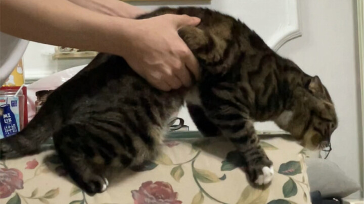 The Cross-Species Love Between Stinky Roll Treasure and Sofa Boss