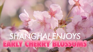 Paradise of cherry flowers: Shanghai welcomes early cherry blossoms