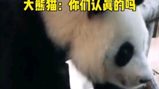 Foreigners sang Chinese songs to giant pandas on the spot. Giant panda: What kind of beating is this
