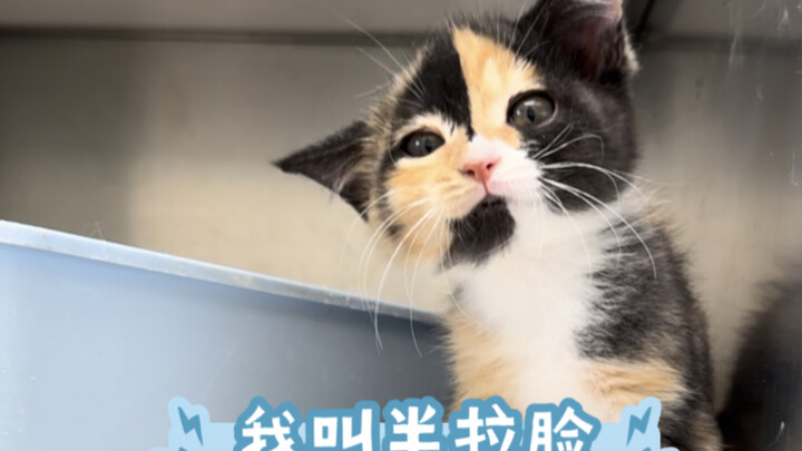 半拉脸的领养人