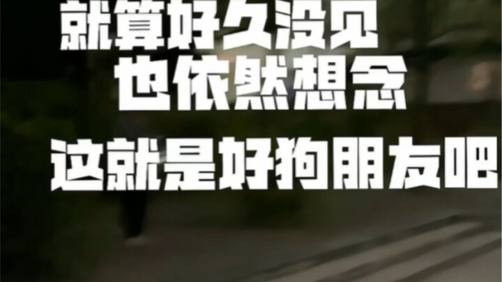 هل تتذكر الكلاب أصدقاءها المقربين؟