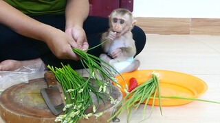 Cute Baby Monkey Maku Help Mom Cook And Like To Eat Green Vegetables | Healthy Vegetables