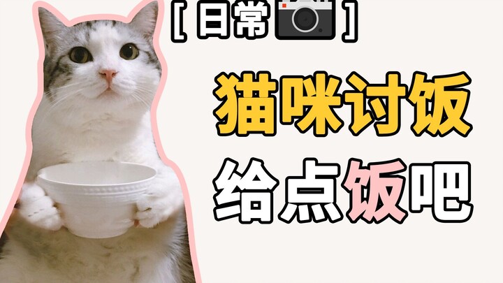 Kucing: “Pose mengemis begini sudah memuaskan Anda belum? Kasih makanan dong!”