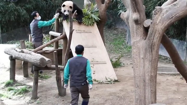 [Hewan] Panda Besar Fu Bao, Kakek, Ayah Muncul Bersamaan 220204
