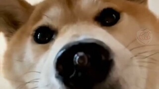 🐕今日修狗专场🐕