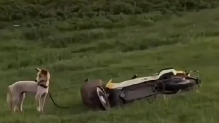 This husky narrowly escaped death, but its owner wasn’t so lucky.