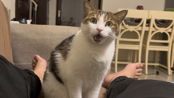 Itu kehilangan setengah keseruan bermain kucing…