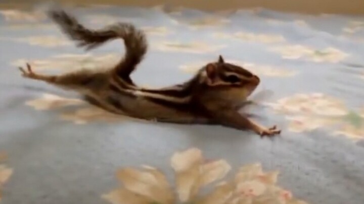 Squirrel: Wander around in bed like me on the weekend